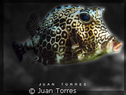 Honeycomb Cowfish on a night dive in Desecheo Island, Pue... by Juan Torres 